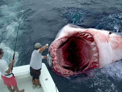 世界上最大的五种鲨鱼图片